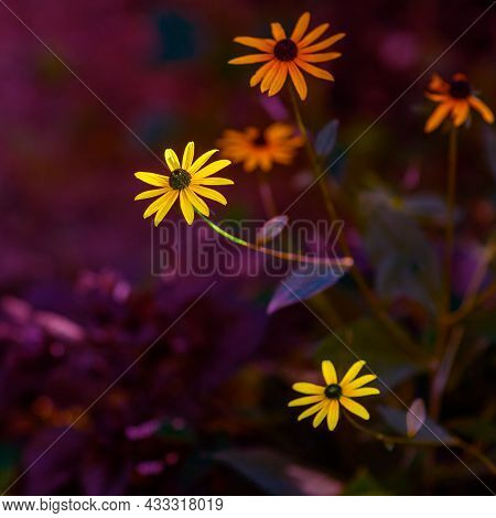 Yellow Flowers On Colorful Background.  Fine Art Photography.
