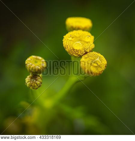 Macro Image Of Yellow Tansy Flower Buds With Morning Dews.  Selective Focus. Closeup, Macro Image.