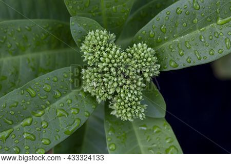 Top View Of Ixora Flower Bud With Rain Drops In The Garden On Blur Nature Background.