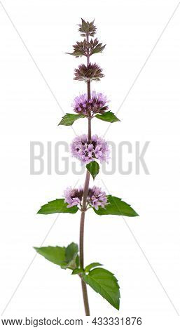 Peppermint Flowers Isolated On White Background. Mint Branch. Herbal Medicine.