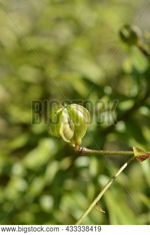 Henrys Lily Seed Pod - Latin Name - Lilium Henryi