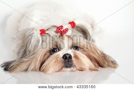 Bir köpek portresi