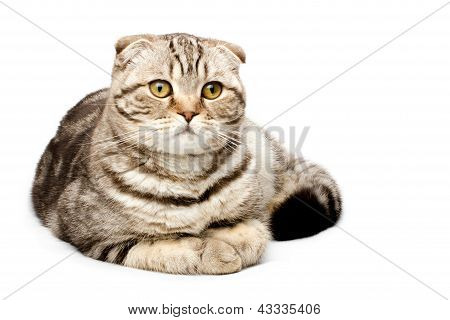 Scottish Fold