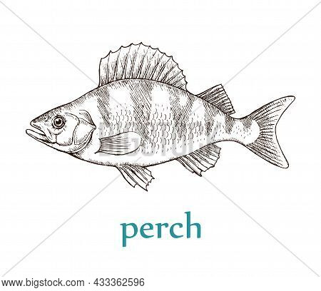 Sea Fish Perch On A White Background. Cooking Delicious Food. Vector Isolated Illustration Hand Draw
