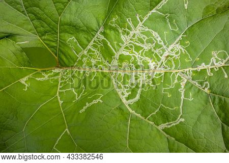 Full Frame Leaf Mines Closeup On A Big Green Leaf