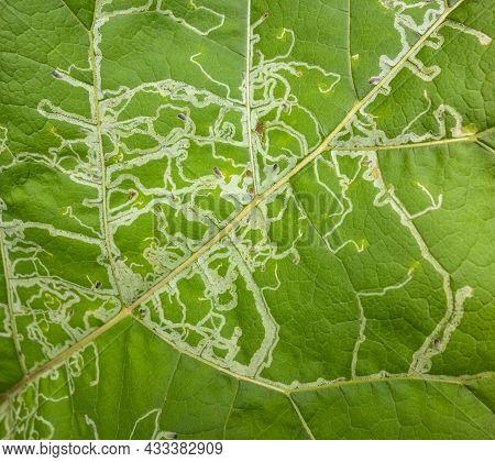 Full Frame Leaf Mines Closeup On A Big Green Leaf
