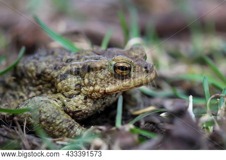 Close-up Of A Common Toad, A Bufo Bufo At A Pond, Its Spawning Ground.