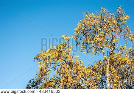 Tui Feeding At Sunrise On Yellow Flowers Of Kowhai Tree In Tauranga New Zealand.