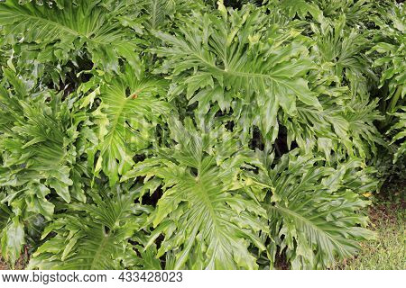 Large Green Leaves Of A Plant Usually Known As Philodendron, Lacy Leaf Philodendron, Or Philodendron