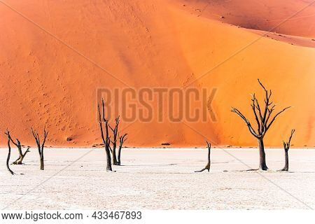 The skeletons of dead trees. Sossusflei is a clay plateau in the Namib Naukluft Park. Namibia. Africa. Huge scenic red and orange sand dunes. Hot sunny morning in the Namib desert. 