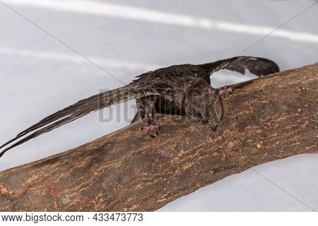 Nestling Of Black Swift Handpicked For Salvation After That Was Fallen Out Of The Nest, Is Sitting O