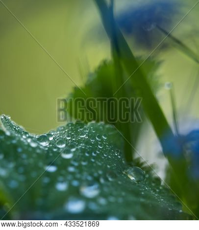 A Closeup Of A Wet Plant At Spring With Lovely Bokeh