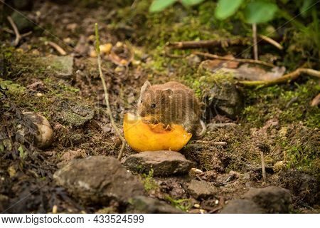 A Cute Bank Vole Looking For Food In Spring, Copyspace