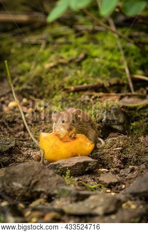 A Cute Bank Vole Looking For Food In Spring, Copyspace