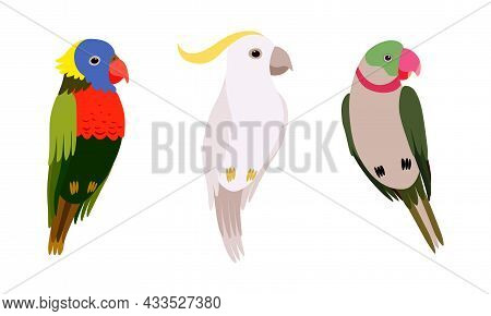 Perching Birds As Winged Feathered Creature With Bright Plumage Vector Set