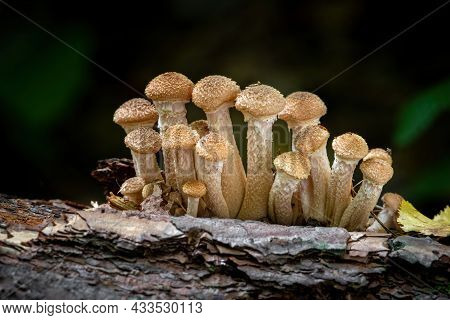 Shot Of Edible Armillaria Ostoyae Mushroom Commonly Known As Honey Mushroom. Czech Republic, Europe.