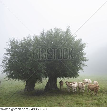 Curious Blonde D'aquitaine Cows In Misty Morning Meadow With Willow Trees Near River Seine In Northe