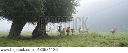 Curious Blonde D'aquitaine Cows In Misty Morning Meadow With Willow Trees Near River Seine In Northe