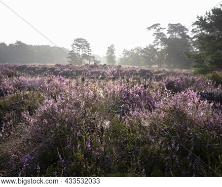 Pine Trees In Morning Fog And Colorful Purple Heather On Heath Near Zeist In The Netherlands