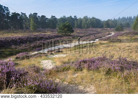 Photographers Near Pine Trees Under Blue Summer Sky And Colorful Purple Heather On Heath Near Zeist 