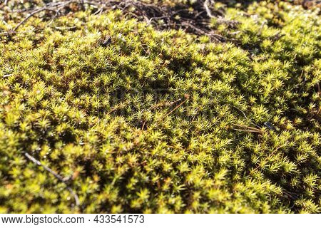 Various Types Of Moss And Small Spots Of Lichen Among The Green Moss