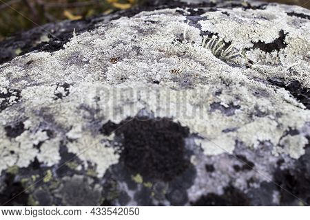 Different Types Of Mosses And Lichens On Large Boulders In Karelia. Lasallia Pustulata Is A Species 