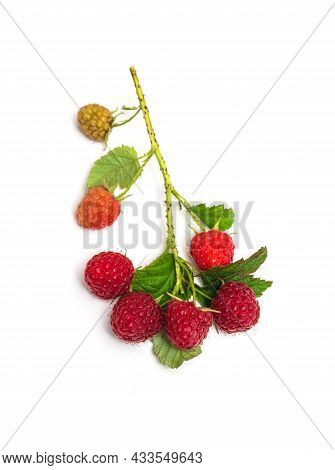A Branch Of Ripe Red Raspberrie. Lots Of Raspberries With Leaves Isolated On White Background