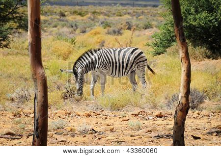 Zebra i vilde afrikanske Bush