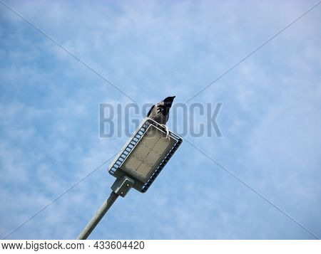 Crow Sits On A Street Lamp And Holds A Fish.