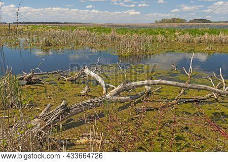 Vast Wetland Marsh On A Sunny Day At Horicon Marsh In Wisconsin