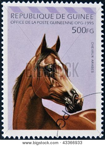 timbre imprimé en République de Guinée montre cheval arabe