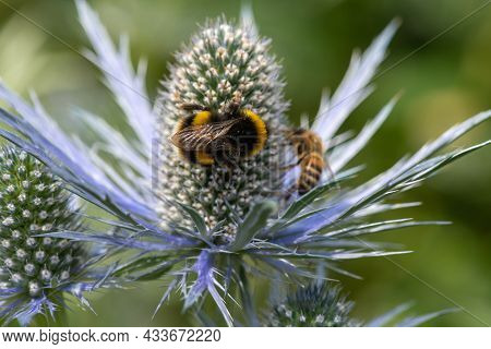 Alpine Sea Holly (eryngium Alpinum) Flower