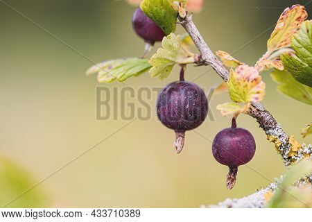 Black Ribes Uva-crispa, Known As Gooseberry Or European Gooseberry, Is A Species Of Flowering Shrub 
