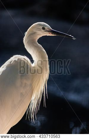 Great Egret Or Ardea Alba Perched On Branch With Natural Green Background