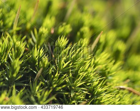 Close Up, Macro Of Polytrichum Commune Green Leaves, Haircap Moss In Sunlight. Seasonal Nature Backg