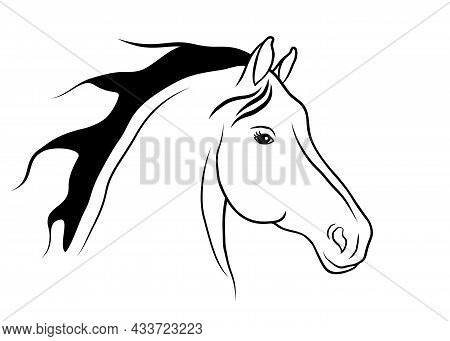 Beautiful Horse Portrait Is On A White Background.