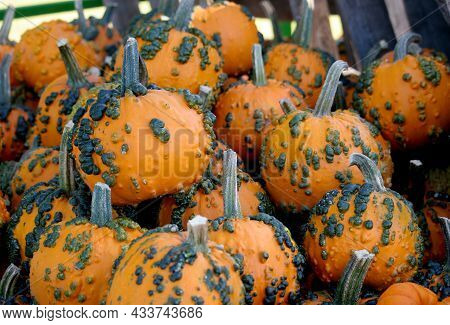 Knucklehead Little Warty Pumpkins Piled Up At Roadside Produce Stand