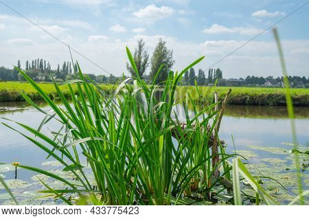 Dutch Rural Scene In Kinderdijk Green Grassland  With Canals Running Through, Netherlands.