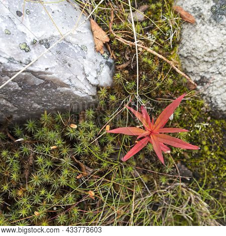Lysimachia Europaea, Polytrichum Commune Grow In The Crevices Of The Vottovaara Rocks