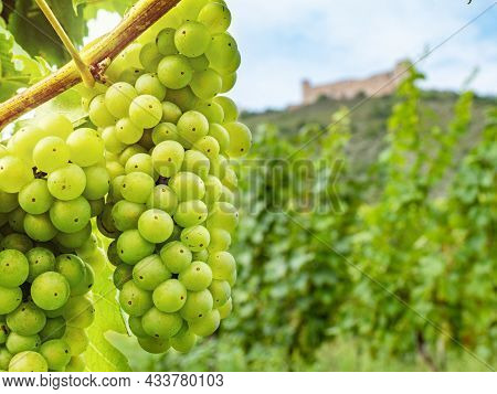 Fresh Green Vineyards With Large Juicy Vine Grapes And Silhouette Of Well Known Palava Hills And Div