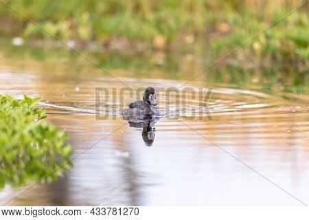 Tufted Duck - Aythya Fuligula - Female Bird Swimming In A Lake