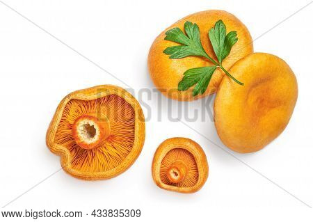 Raw Edible  Mushrooms -  Red Pine Mushrooms  With Parsley Leaf  Isolated  On White Background. Top V
