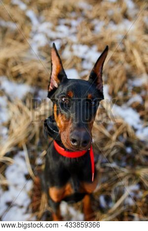 The Portrait Of A Black And Brown Doberman Pinscher Dog