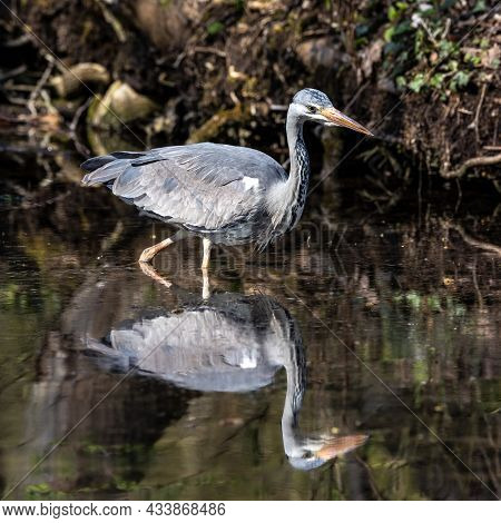 Grey Heron, Ardea Cinerea, A Massive Gray Bird Wading Through A Flat Lake Searching For Fish, With F