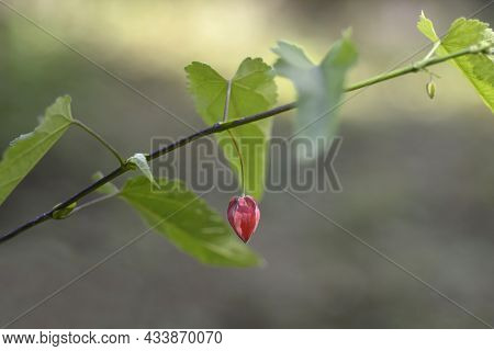 Trailing Abutilon Flower Bud - Latin Name - Callianthe Megapotamica (abutilon Megapotamicum)