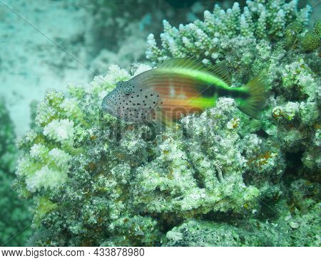 Fish Of The Red Sea. Juvenile Hawkfish