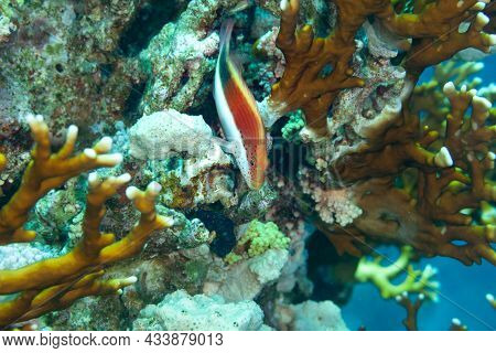 Fish Of The Red Sea. Juvenile Hawkfish