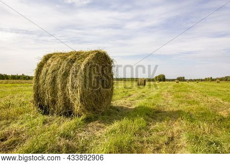 Hay Roll Of Freshly Rolled Grass For Winter Feeding Of Livestock Is On The Background Of The Field A