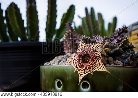 Close Up Huernia Flower Blooming In Flower Planting Pot