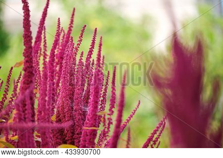 Indian Red Amaranth Plant Growing In Summer Garden. Leaf Vegetable, Cereal And Ornamental Plant, Sou
